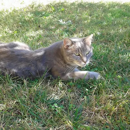 Oasi Frühstückspension 4*