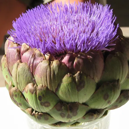 Oasi 4* Rosciano (Abruzzo)