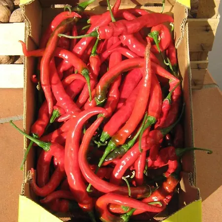 Frühstückspension Oasi