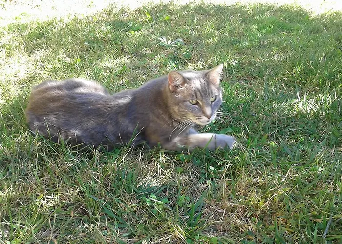 Oasi לינה וארוחת בוקר 4*