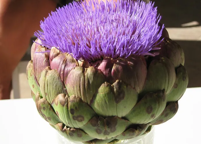 Oasi 4* Rosciano (Abruzzo)