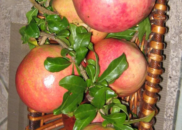 לינה וארוחת בוקר Oasi 4*