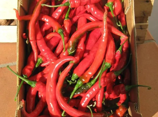 לינה וארוחת בוקר Oasi